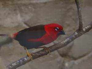 Pyrenestes sanguineus