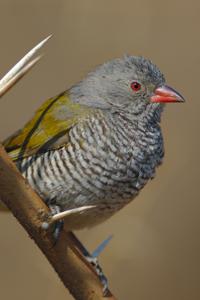 Pytilia melba