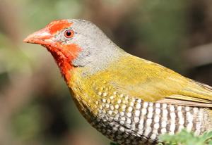 Pytilia melba