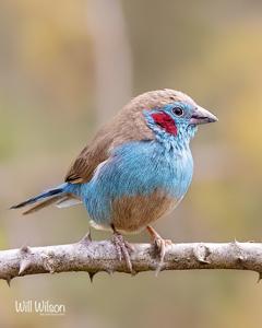 utils/thumbs/Estrildidae/Uraeginthus_LrwDswWD44kkG88DGA8xhM.jpg