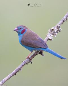 Uraeginthus bengalus