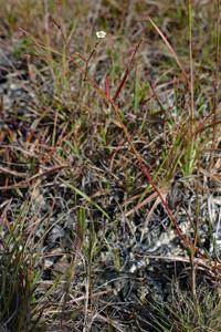 Euphorbia discoidalis