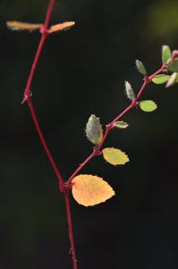 Euphorbia capillaris