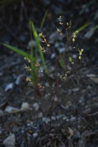 Euphorbia capillaris