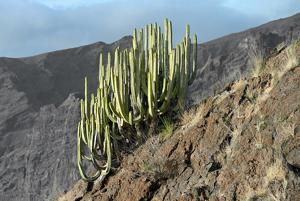 Euphorbia canariensis