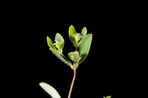 Euphorbia capillaris