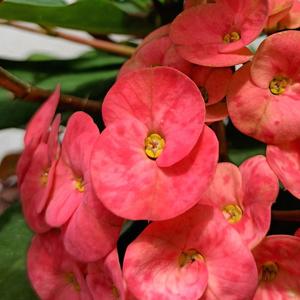 Euphorbia milii