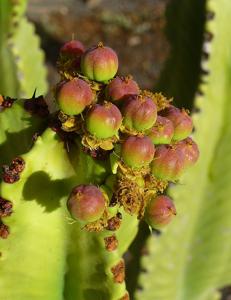 Euphorbia candelabrum