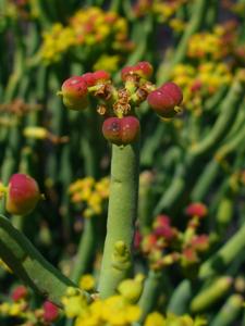 Euphorbia aphylla