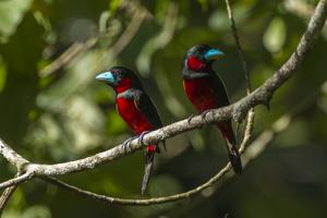 Cymbirhynchus macrorhynchos