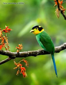 Psarisomus dalhousiae