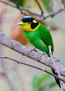 Psarisomus dalhousiae