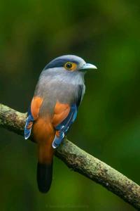 Serilophus lunatus