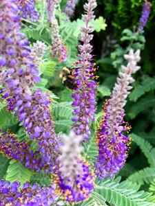 Amorpha canescens