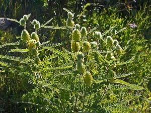 Astragalus centroalpinus