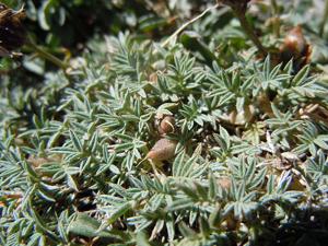 Astragalus kentrophyta