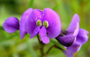 utils/thumbs/Fabaceae/Callerya_HKZhpyGKQPWjnKR8XgbGwb.jpg