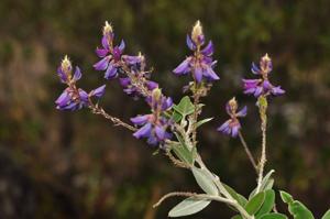 Campylotropis sulcata