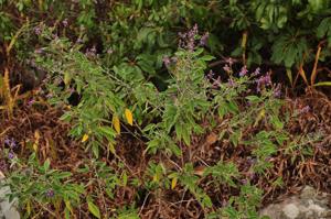 Campylotropis sulcata