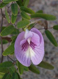 utils/thumbs/Fabaceae/Clitoria_QFS3WtUvRESuydEwRA7fj5.jpg