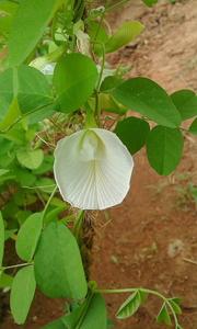 Clitoria ternatea