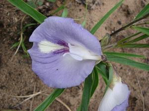utils/thumbs/Fabaceae/Clitoria_mLDukhqNfsmx29afXMHSAx.jpg