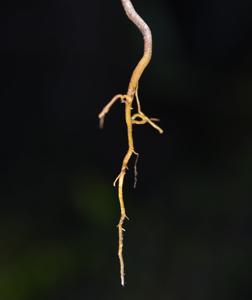 Crotalaria medicaginea