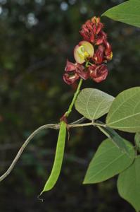 Dunbaria fusca