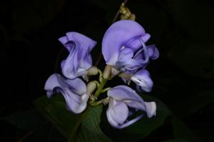 utils/thumbs/Fabaceae/Dysolobium_P2vryLRQGDFvoHSpaLZZz6.jpg