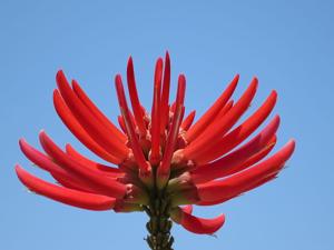 Erythrina americana