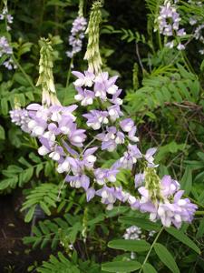 Galega officinalis