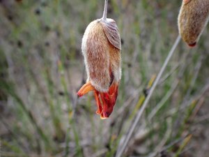 Gastrolobium bracteolosum