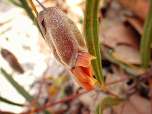 Gastrolobium bracteolosum
