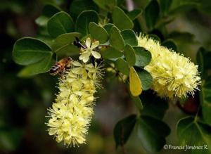 Haematoxylum campechianum
