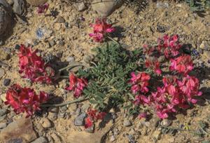 Hedysarum ferganense