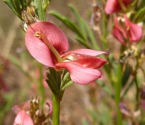 utils/thumbs/Fabaceae/Indigofera_B3YUqRF4YmDjug8t68f8tB.jpg