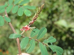 utils/thumbs/Fabaceae/Indigofera_mxvFUuDVkKdsKUoReNLpUc.jpg