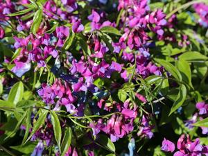 Lathyrus vernus