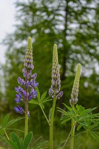 Lupinus polyphyllus