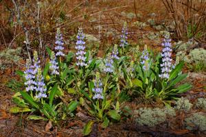 Lupinus diffusus