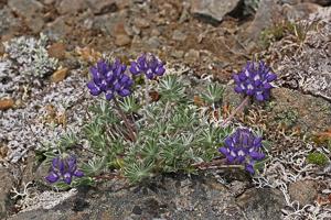 Lupinus lepidus
