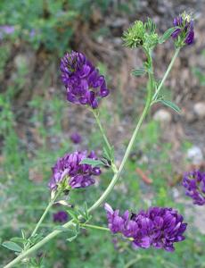Medicago sativa