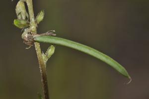 Neustanthus phaseoloides