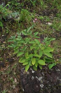 Ototropis amethystina