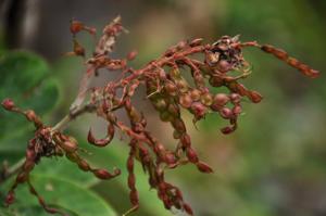 Ototropis amethystina