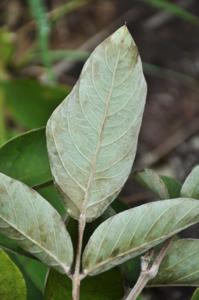 Ototropis amethystina