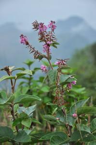 Ototropis amethystina