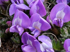 Oxytropis nigrescens