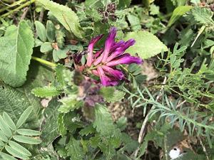 Oxytropis halleri