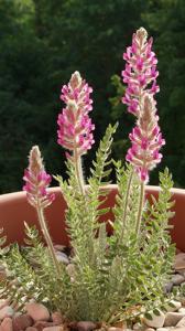 Oxytropis splendens